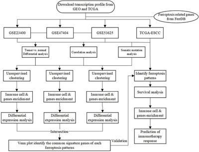 Ferroptosis patterns and tumor microenvironment infiltration characterization in esophageal squamous cell cancer